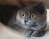 порода кошек шартрез фото
